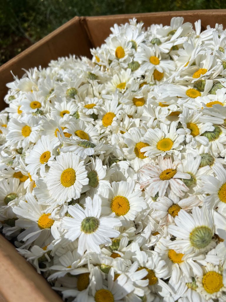 Proper Drying of Pyrethrum Flowers: How to Preserve Quality After Harvest