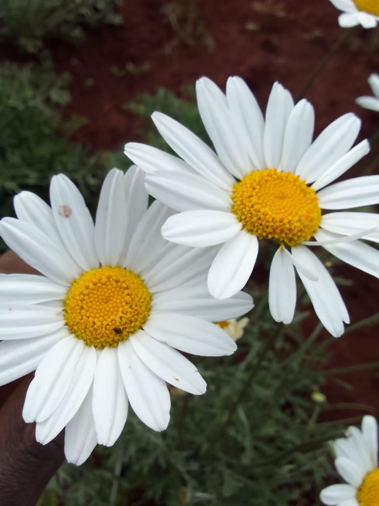 pyrethrum insecticide mosquito control