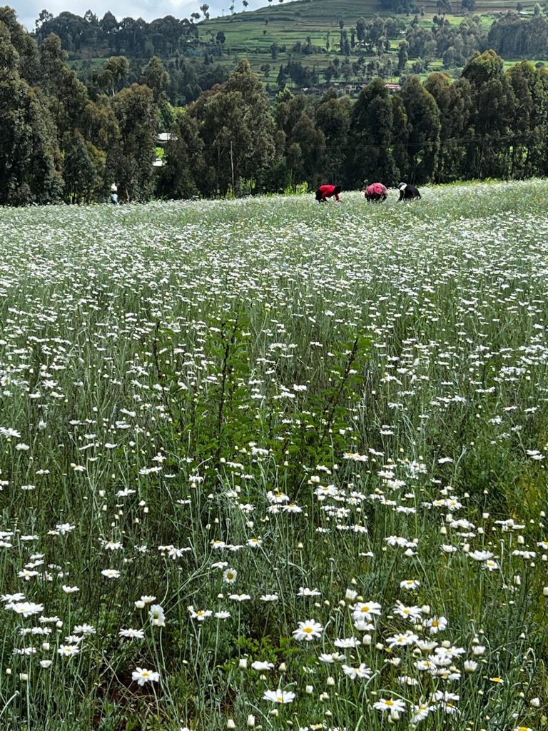 Healthy pyrethrum flowers in bloom, showing best maintenance practices for high yield